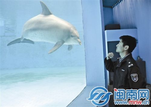 在厦门火烧屿中华白海豚保护基地,海豚饲养员在观察基地里两只宽吻海豚的排便情况