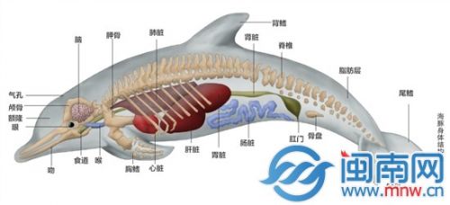 海豚身体结构图