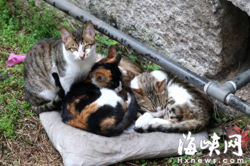 小区里的野猫繁殖很快