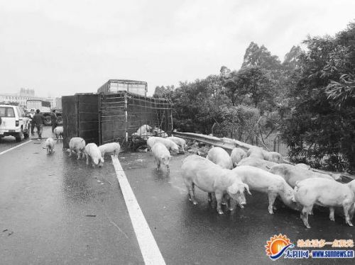 14日在高速路上落跑的生猪。