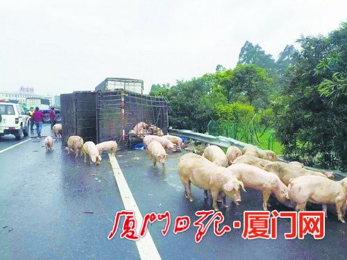 猪在高速公路上溜达。