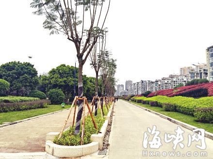 有市民担心树池太窄，会影响蓝花楹生长