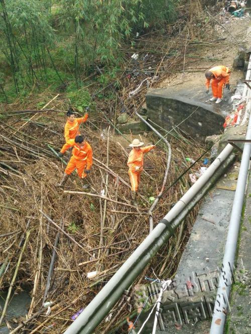 养护工人在现场清理竹子