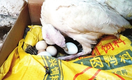 火鸡成了代孵妈妈，为企鹅孵蛋