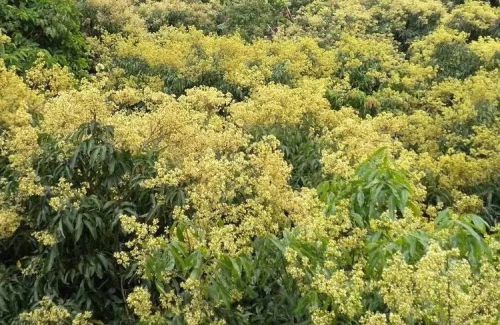 探访南靖荔枝林下养蜂人:双手酿造甜蜜生活-闽南网