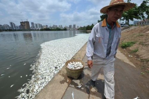红城湖现大量死鱼最新:已打捞35吨死青鳞鱼(现场图) 红城湖现大量死鱼最新:已打捞35吨死青鳞鱼(现场图)