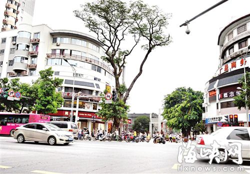 位于三坊七巷杨桥路口的大树修剪前