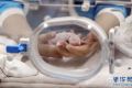 2016年全球首只圈养大熊猫宝宝在成都诞生(图)