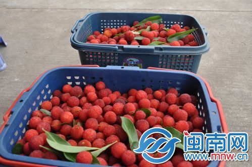 在市场上,杨梅批发价大概是每斤10多元至30元。