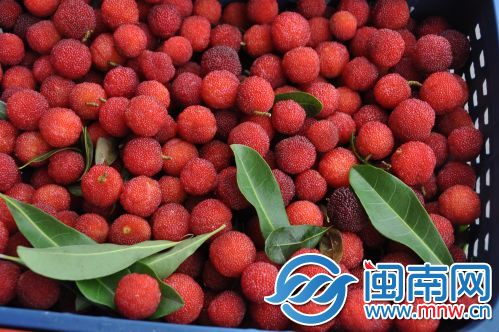 现阶段,本地新鲜杨梅上市。