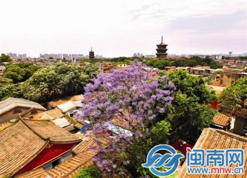 东西塔映衬着紫色的蓝花楹，是西街的另一种味道