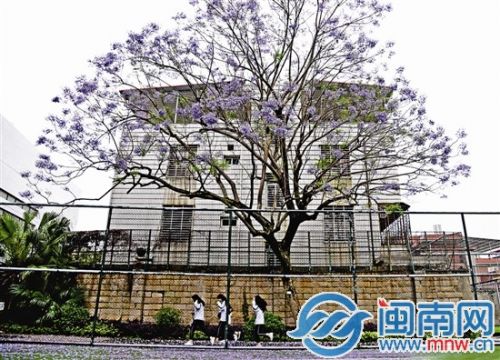 还记得当年在蓝花楹树下奔跑的日子吗