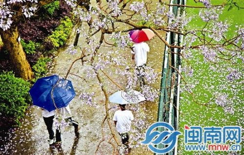 下雨天，各色雨伞与花树构成了一幅美丽的画面