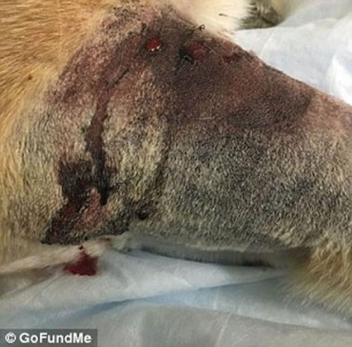 牧羊犬护主斗蛇 为保护7岁小主人不惜与响尾蛇搏斗