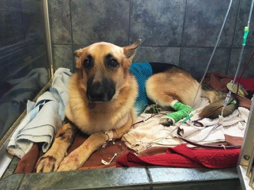 牧羊犬护主斗蛇 为保护7岁小主人不惜与响尾蛇搏斗