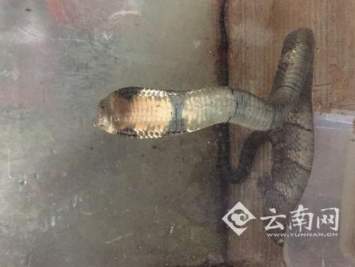 　　巨型眼镜王蛇现身云南楚雄村民家