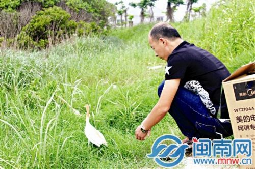牛背鹭在龙海紫泥红树林被放生