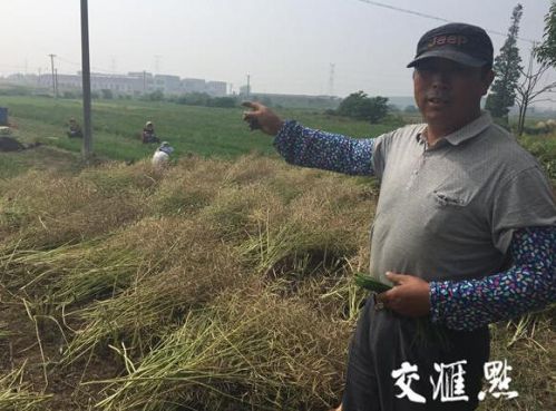 镇江韭菜滞销