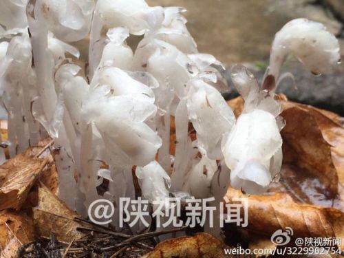 陕西发现死亡之花长什么样 浑身晶莹似水晶（图）