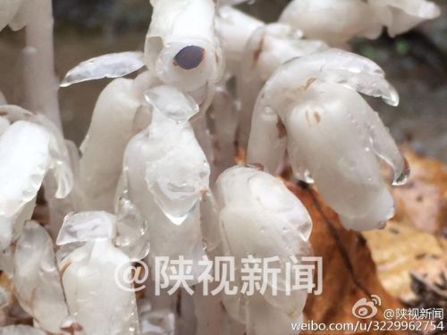 陕西发现死亡之花 水晶兰为什么叫死亡之花/花语/习性
