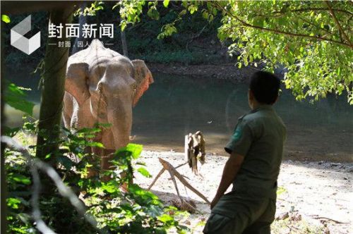 云南杀人野象连杀2人怎么回事现场照片 似“暗杀者”太恐怖
