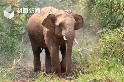 云南杀人野象连杀2人怎么回事现场照片 似“暗杀者”太恐怖