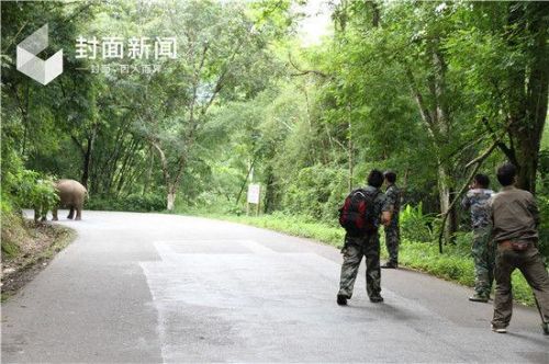 云南杀人野象连杀2人怎么回事现场照片 似“暗杀者”太恐怖