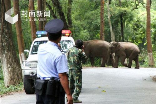云南杀人野象连杀2人怎么回事现场照片 似“暗杀者”太恐怖
