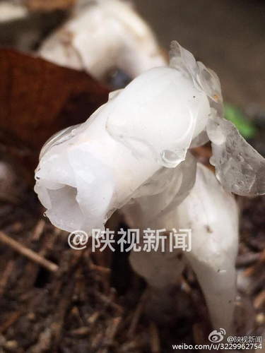 天使还是魔鬼？陕西发现死亡之花真相 有毒吗？（图）