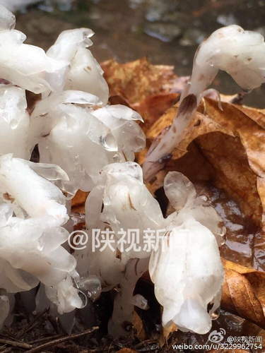 天使还是魔鬼？陕西发现死亡之花真相 有毒吗？（图）