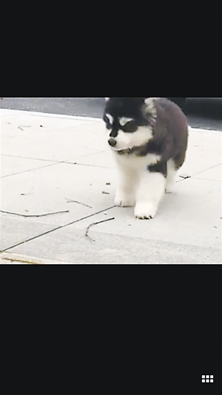 卖家视频展示的宠物狗