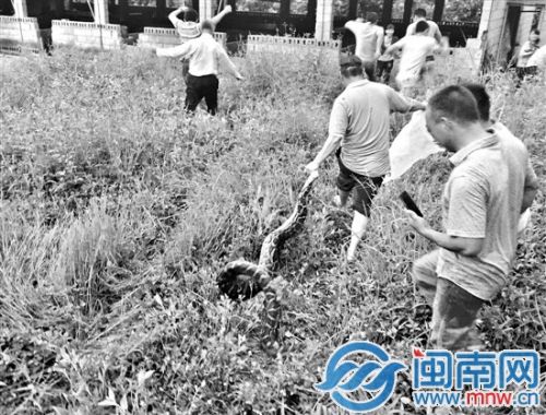 3米长的大蟒蛇，被捕蛇师傅抓住了头