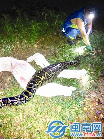 福清:39斤蟒蛇吞下22斤山羊 肚子鼓鼓的动弹不