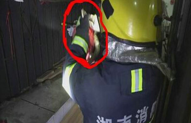 大蛇深夜盘踞阳台 大蛇深夜盘踞阳台