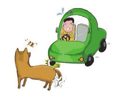 开车撞人要赔钱,撞了狗狗赔是不赔?