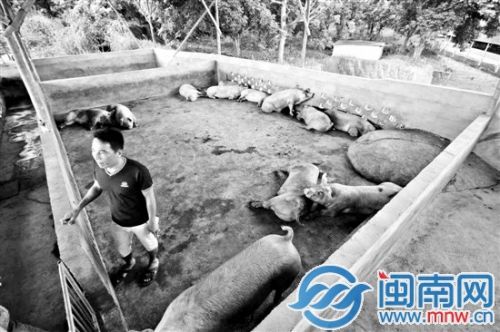 昨日下午，卖剩下的13头猪被转移到杨先生的猪栏里