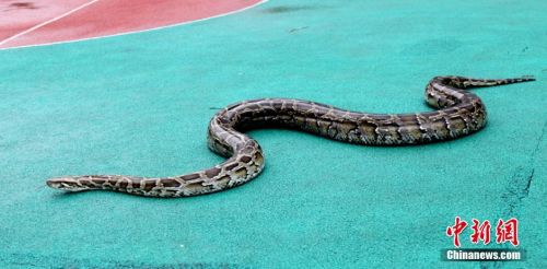 果园惊现4米长巨蟒(多图) 口腔内牙齿清晰可见