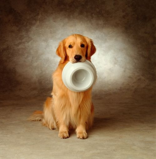 金毛狗狗打喷嚏了怎么办?打喷嚏就一定是感冒