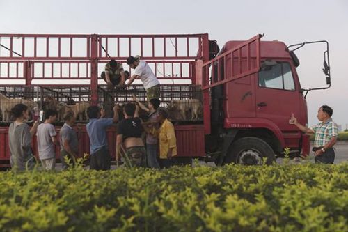 女子下跪买狗:卖房筹钱儿子离婚 账目不清受质疑