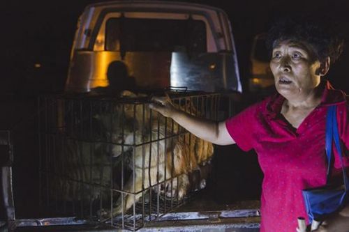 女子下跪买狗:卖房筹钱儿子离婚 账目不清受质疑