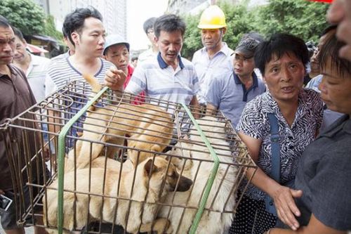 女子下跪买狗:卖房筹钱儿子离婚 账目不清受质疑