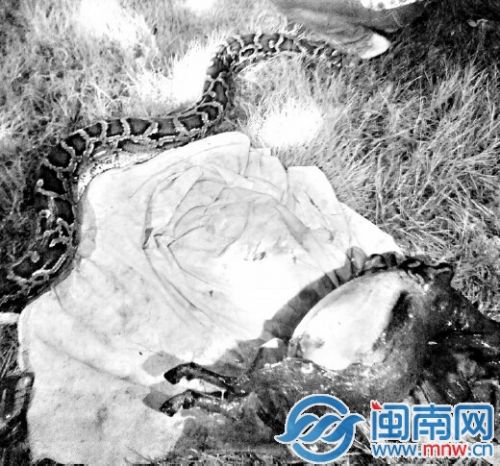 巨蟒将整只羊吐了出来
