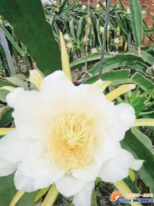 翔安近千亩火龙果开花“昙花一现” 引游人观赏