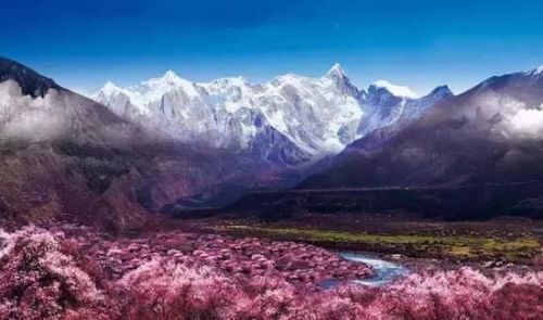西藏林芝 去桃花源走桃花运