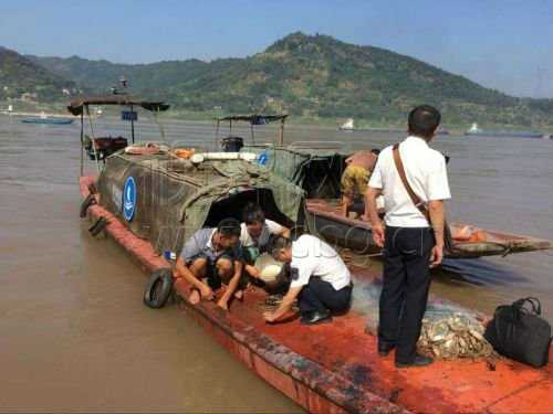 渔民捕捞两条野生中华鲟 当即放归长江