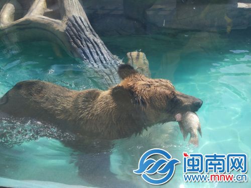 池中的棕熊正叼着鱼