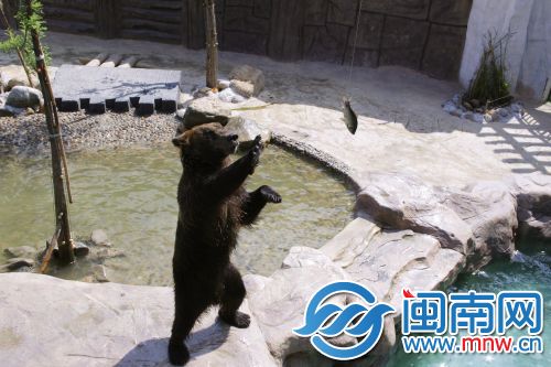 棕熊想伸爪去抓鱼