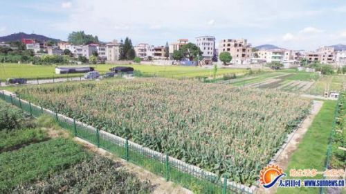 集美打造农村污水处理系统 年底可完全投用