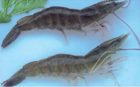 湖南恒丰绿宇纯淡水基围虾养殖--新兴水产养殖