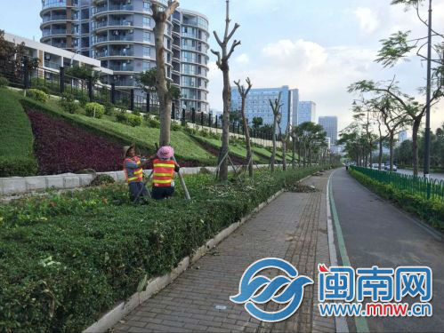 市政园林工人重新栽种树木并加固树干